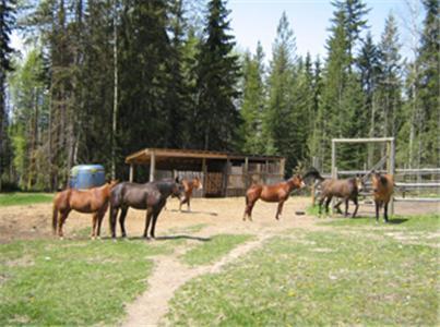Hotel Bear Corner Adventures Bed & Bale Golden Exteriér fotografie